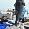 採捕停止中のクロマグロ漁を水産庁が一時再開　60トン内　データ収集目的