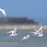 コアジサシ数百羽繁殖　沖縄の泡瀬干潟で過去最大規模　野鳥の会「見守って」