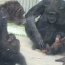 赤ちゃん生まれたよ　こどもの国で初　チンパンジーに２匹