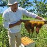 ミツバチ、サンゴ守る　恩納村・ＳＤＧｓ未来都市計画　農家、養蜂収益で赤土対策