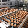 沖縄県内鶏卵、価格高騰　千葉の台風被害で不足　Ｍサイズ平均204円