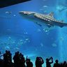 美ら海水族館、首里城公園も料金値上げ　消費増税で沖縄県内主要観光・レジャー施設はどうなる？