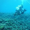 辺野古沖サンゴが減少　自然保護協会「埋め立て工事が影響も」　被度が5月から2・5ポイント低下