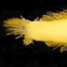 沖縄深海で新種のハゼを発見　美ら島財団とOISTが判明　黄色が特徴、「ユウナ」と命名