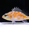 目がくりくり、愛くるしい姿　世界初、新種の深海魚を展示　美ら海水族館で「チュラシマハマダイ」