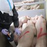 豚熱ワクチンの接種を開始　沖縄県　23万頭が対象