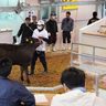 平均価格21万円下落　牛の血統矛盾発覚後、久米島で初の競り　疑いのない150頭出荷