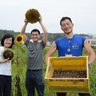 「家庭でも大輪の花を」　北中城村のひまわりの種を無料配布