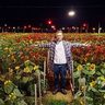 二毛作は5万本のヒマワリ　菊の出荷後、夜の農地飾る