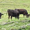 沖縄県産和牛を給食提供　コロナで低迷の消費てこ入れ　畜産公社が業者に補助