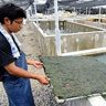 海ブドウやモズクが…  赤土流出、水産業に打撃　台風で被害額500万円　宜野座村