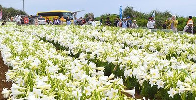 沖繩伊江島百合花祭 舉辦日期正式敲定! 10萬顆百合織岀「雪白大地」
