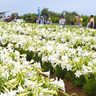 沖繩伊江島百合花祭 舉辦日期正式敲定! 10萬顆百合織岀「雪白大地」