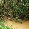 2日未明に沖縄で大雨　国天然記念物「塩川」に赤土あふれる