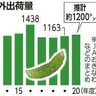ゴーヤー、沖縄県産野菜けん引　他県産との競争も激化
