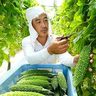沖縄、夏野菜の王様・ゴーヤー収穫真っ盛り　鮮やか緑色「上等な出来」