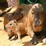 カピバラ赤ちゃん3頭のびのび　誕生は2年連続　東南植物楽園