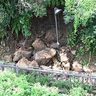 宜野湾の公園に落石…雨で？5mの高さから、通路の手すりゆがむ
