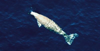 【動画・地図】絶滅危惧種ジュゴンの食み跡か　辺野古新基地建設の海域で　市民団体「調査が必要」沖縄