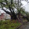 【台風6号】石垣の大木「仲道の三番アコウ」倒れる　樹齢200年以上