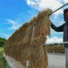 沖縄では今が米の収穫期！黄金色の稲穂、青空に映え　金武町屋嘉