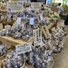 旧盆に大山の田芋どうぞ　宜野湾、地元直売所で販売