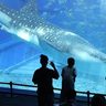 「ジンベエザメ会いたかった」　美ら海水族館71日ぶり再開　緊急宣言解除