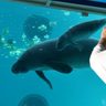 【写真特集】癒やされる～のんびり泳ぐマナティの赤ちゃん　沖縄美ら海水族館