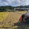 二期作の収穫始まる　沖縄有数の米どころ、名護市羽地