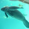 マナティーすくすく　沖縄美ら海水族館が赤ちゃん公開