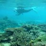 「極めて健全なサンゴ礁」埋め立て可能性の浦添市西海岸　日本自然保護協会が調査