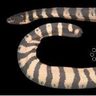 日本で初確認、巨大「ヨウリンウミヘビ」美ら海で公開　全長1.7ｍの標本