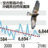 サシバ、宮古島市伊良部で6844羽確認　21年10月の2週間、過去3番目に少なく