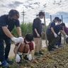 ベチバーで赤土流出防止！1100本を植えグリーンベルトに　沖縄SDGsプロジェクト
