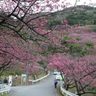 満開、ピンク鮮やか　本部・桜まつり来月６日まで