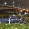 パルコ近くにクジラの死骸が漂着…体長4.7メートルの新生児　浦添西海岸