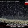 【動画】サンゴ、奄美の夜の海で一斉産卵　ピンク色に幻想風景