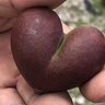 愛情いっぱい？！　ハート型のマンゴー実る　生産者「初めて見た」　沖縄・豊見城市