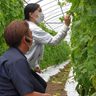 沖縄県産ゴーヤー、課題共有　糸満市で産地ツアー　農家と販売者の消費拡大へ意見交換