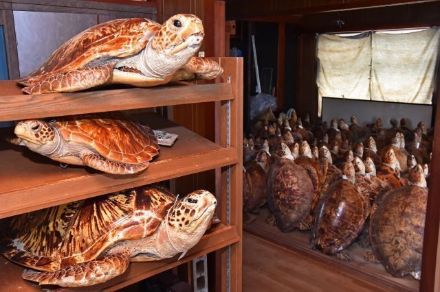 動画】ウミガメ剥製361体 40年間引き取り手なく…博物館寄贈へ 乱獲の