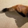 レッサーパンダのさくら7歳に　来園者がメッセージ記し祝う　名護ネオパーク