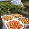 沖縄の太陽浴び真っ赤なアセロラ　ビタミンたっぷりに　収穫始まる　糸満
