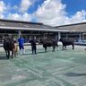 “和牛五輪”沖縄県代表決まる　14頭、10月全国大会へ