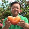 ハートのまちでハート形のマンゴー！　農家８年目「東京の孫に送る」　沖縄・南城市