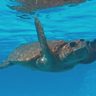 ウミガメ性成熟18～22歳　美ら海水族館確認　爬虫類学誌に掲載