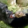 チンパンジーやカバ、ご長寿の動物9頭を祝福　敬老の日、沖縄こどもの国でイベント