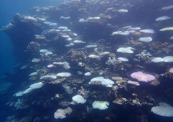 回復途中だった群落が被害…石西礁湖サンゴ白化「生態系へのダメージ大きい」　これ以上の衰退を食い止めるには