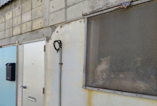 劣悪な環境で猫38匹を飼育、動物愛護法違反容疑で女を逮捕　沖縄・南大東、「多頭飼育崩壊」の状態か　