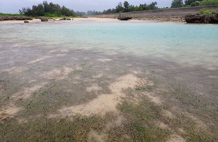 ジュゴンの「生息の証拠」、伊良部島海域で確認　海草藻場の〝ふん〟からDNA検出　沖縄・宮古島市