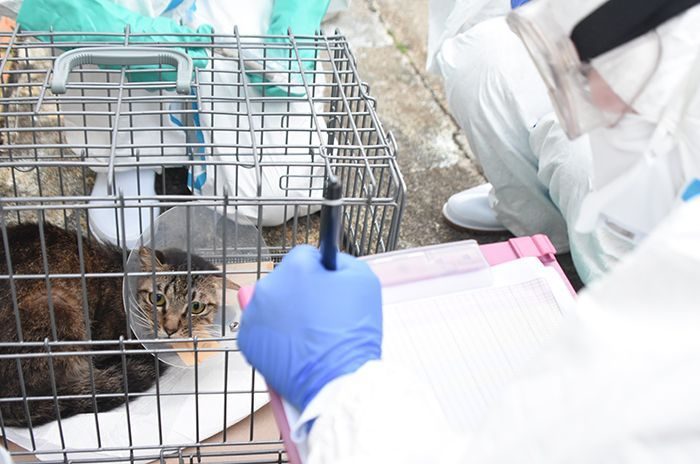 「予想を超える惨状」島の住宅街に漂う悪臭…防護服の捜査員らが見た多頭飼育崩壊の現場　猫を次々と保護　沖縄・南大東